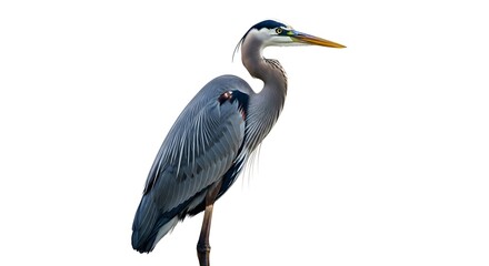 Fototapeta premium Great blue heron, standing tall with its elegant long neck and grey plumage, a majestic bird