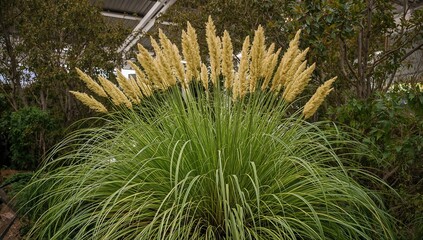 Napier grass showcased at agricultural exhibition, highlighting its growth potential