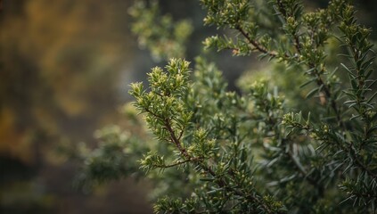 Young Acacia Concinna Tree Shoots In The Garden, Growth Potential