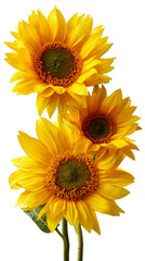 Naklejka premium Sunflower flowers yellow petals nature garden bloom vibrant sun rays bright sunny summer gardening floral botanical plant