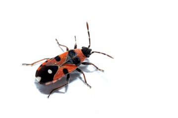 Lygaeus Equestris Close-up on White Background Showing Warning Colors