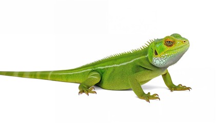 Chinese water dragon isolated on a white background, vibrant green scales, suitable for educational purposes