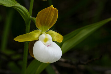 Single flower of the California lady's slipper orchid (Cypripedium californicum) in natural habitat, Northern California