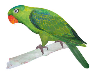 green parrot isolated on white