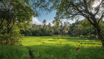 Obraz premium Natural landscape in a plantation, showcasing agricultural practices and environmental beauty