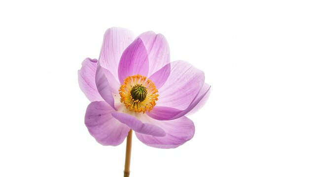 Purple anemone flower on a plain white backdrop, suitable for editorial header background - Powered by Adobe