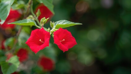Cardinal creeper with vibrant red flowers, a tropical climbing vine supporting garden aesthetics