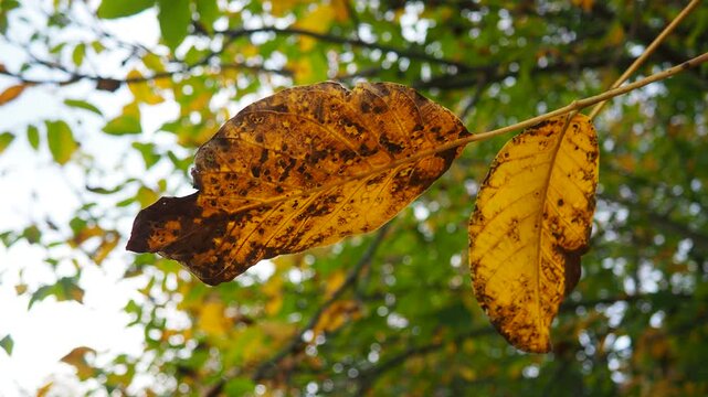 Juglans regia, the Persian, English, Carpathian or Madeira walnut, common walnut. large deciduous tree. Food allergen sources. Autumn coloring of leaves of a tree crown in an orchard under the breeze.