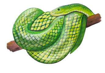 green snake painted with acrylics