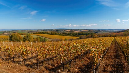 Vineyards basking in sunlight during autumn, showcasing agricultural practices, seasonal change