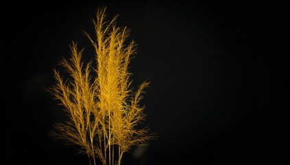 Vibrant yellow grass cluster against a dark background, emphasizing the beauty of botany