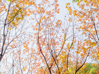 秋が深まる六甲山系の二本松林道で紅葉する樹林を撮影