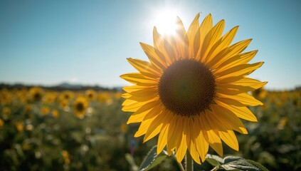 Obraz premium Vibrant Sunflower in a Field, showcasing natural beauty and seasonal change