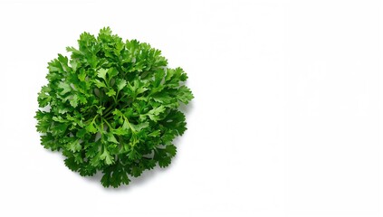 Fototapeta premium Parsley displayed on a white backdrop, ideal for culinary use
