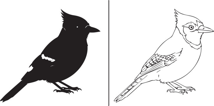 Blue Jay bird silhouette and detailed line art drawing set isolated on white