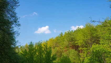 Fototapeta premium Morning in a tranquil summer forest, showcasing natural serenity and seasonal change