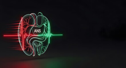 Autonomic nervous system diagram, ANS Autonomic Nervous System Diagram Illustration in Red and Gre