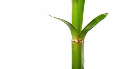 Fototapeta premium Fresh sugar cane stem with water droplets, fiber-dense choice