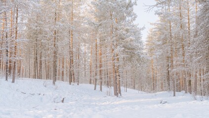 Winter in a Pine Forest, seasonal change