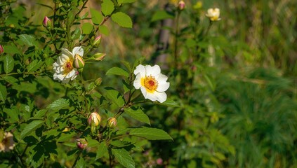 Shrub with vibrant rose hips, beneficial for natural remedies