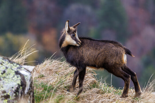 G&auml;mse (Rupicapra rupicapra)