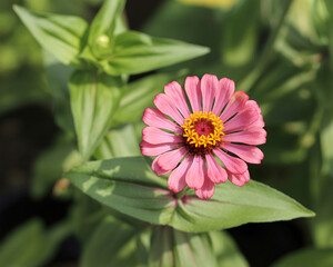 Obraz premium Capture the beauty of nature with this vibrant pink zinnia, a stunning floral accent for any project or design, perfect for adding a touch of summer elegance