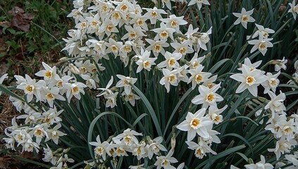 The Paperwhite Narcissus Outline displays the intricate features of these aromatic white blooms, highlighting their elegance and seasonal appeal, winter blooms.