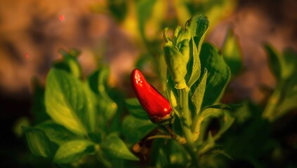Red chili close-up, vibrant color and spice intensity, culinary use
