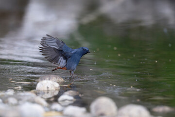 Luzon Redstart Flapping Over Shimmering Water Surface