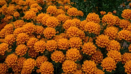 A vibrant array of orange marigold flowers flourishing in a verdant garden, enhancing the lively ambiance of the space.