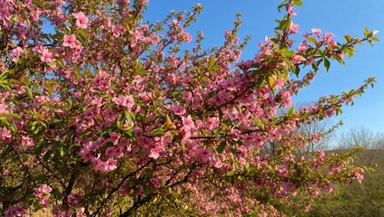 Spring tree adorned with vibrant pink blossoms, seasonal change
