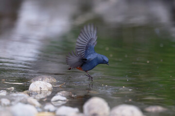 Redstart Gliding Just Above the Reflective Water