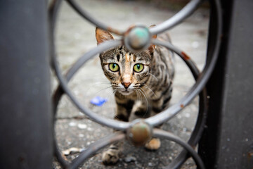 Curious funny cat with green eyes seen through fence on the street of a city of Batumi, 2025