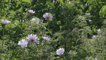 The Elegance of White and Purple Blossoms, seasonal beauty
