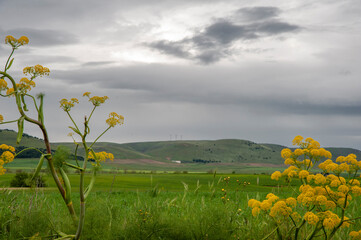 Alta Murgia, panorama del parco con prato , cielo azzurro, nuvole, casolari e fiori gialli in primo pianio. Orizzonte delle verdi colline in  Puglia, natura Italia.