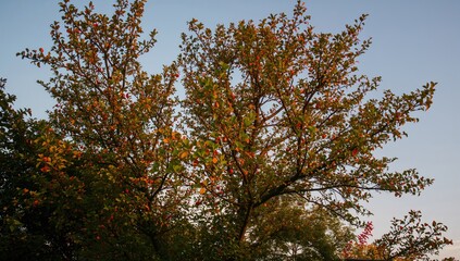 Fototapeta premium Evening sky view adorned with gulmohar leaves, showcasing vibrant colors and natural beauty, seasonal change