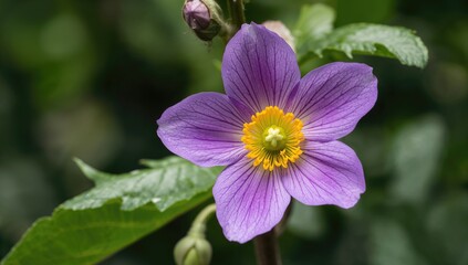 Vibrant eggplant flower with lovely purple petals and yellow center, showcasing the beauty of nature, Earth Day