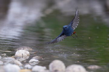 Redstart Skimming the Water Surface in Flight