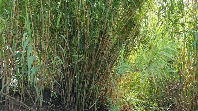 Green bamboo stalks illuminated by sunlight in a dense forest. High quality 4k footage