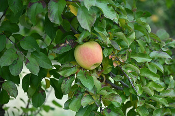 木になるリンゴ