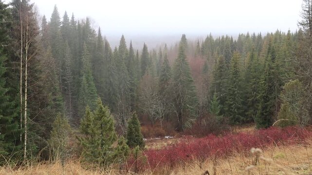 a coniferous forest in northeastern Europe during light drizzle and fog in mid-autumn