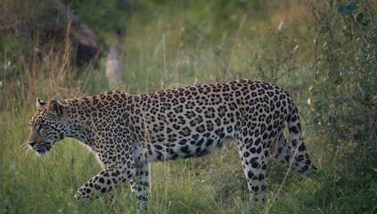 Fototapeta premium Wild leopard in its natural habitat, showcasing wildlife behavior, Earth Day
