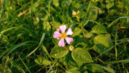 Obraz premium India's solanum plant, potential medicinal benefits