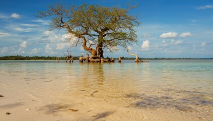 Swamp tree with intricate roots, showcasing erosion risk