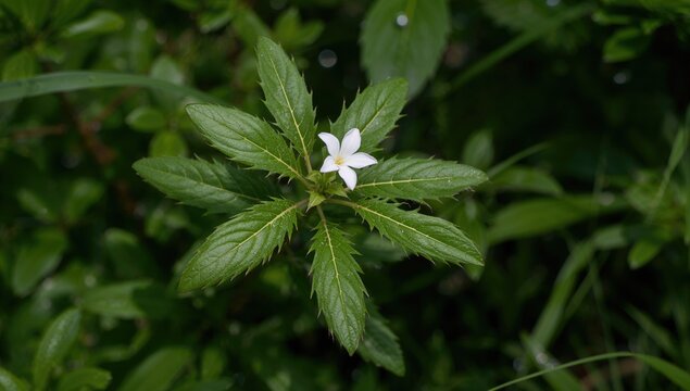 Jack in the Bush plant in the jungle, known for its Alpha pinene properties that may support healing and help with respiratory issues