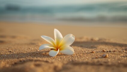 Fototapeta premium Plumeria flowers scattered on the ground, natural setting for seasonal change