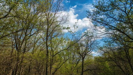 Fototapeta premium Vibrant spring scenery featuring trees beneath a clear sky, showcasing seasonal change