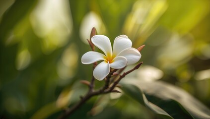 Fototapeta premium White frangipani tropical flower, plumeria flower in bloom on tree, relaxation theme