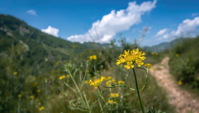The ragwort (Senecio morrisonensis) blooms alongside a hiking trail, showcasing seasonal change