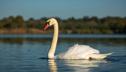 Elegant swan gliding across the water, showcasing grace and tranquility